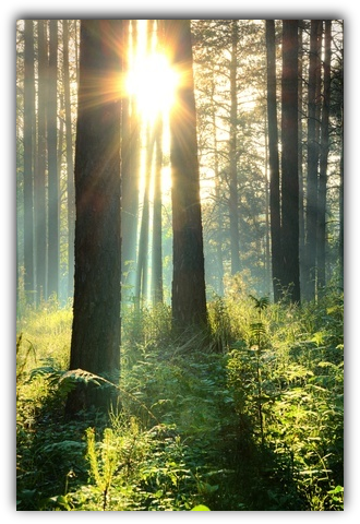 light of consciousness